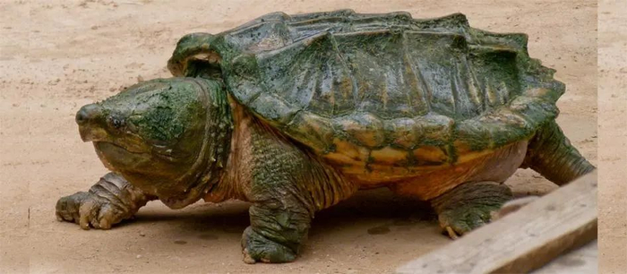 大鳄龟（Macrochelys temminckii）