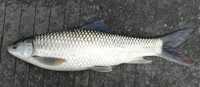 麦瑞加拉鲮（Cirrhinus mrigala）