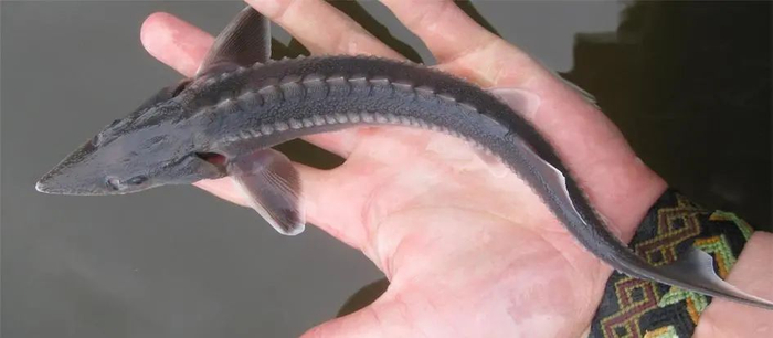 杂交鲟（西杂）（Acipenser baerii×Acipenser schrencki）