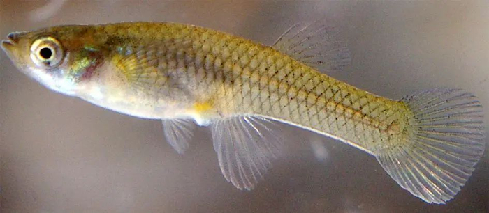 食蚊鱼（Gambusia affinis）