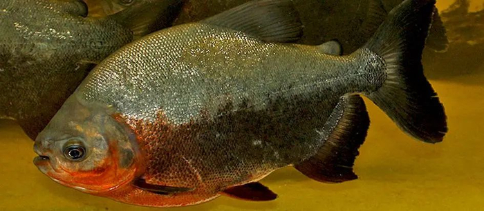 短盖肥脂鲤（Piaractus brachypomus）