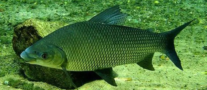 条纹鲮脂鲤（Prochilodus lineatus）