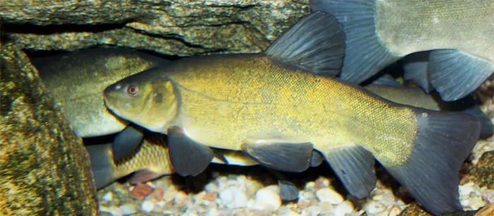 丁鱥（Tinca tinca）