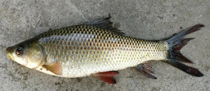 露斯塔野鲮（Labeo rohita）