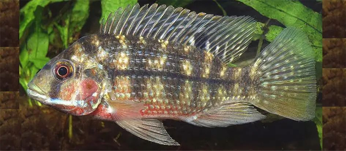齐氏罗非鱼（Tilapia zillii）
