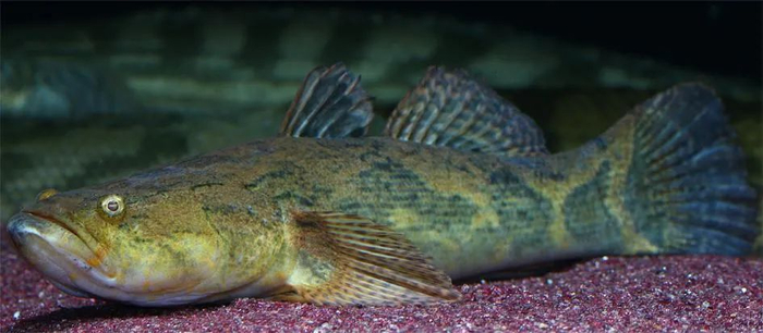 云斑尖塘鳢（Oxyeleotris marmorata）