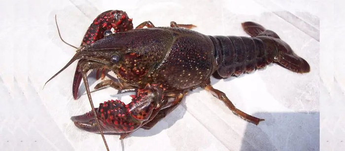克氏原螯虾（Procambarus clarkii）