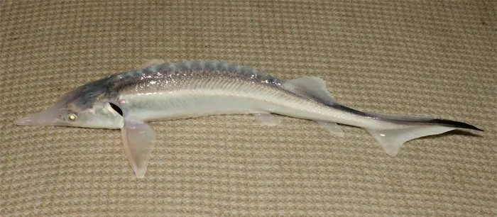 杂交鲟（小杂）（Huso huso×Acipenser ruthenus）