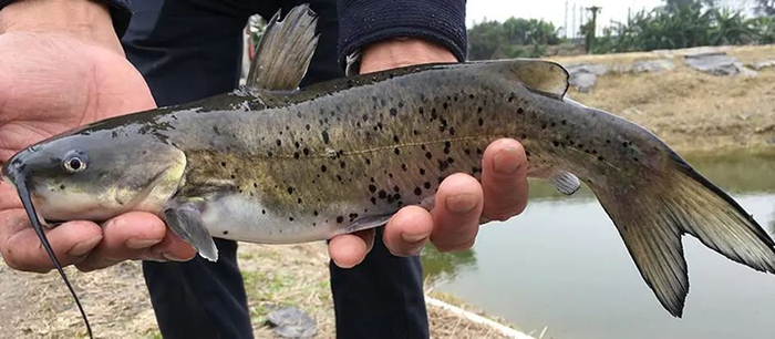 斑点叉尾鮰（Ictalurus punetaus）