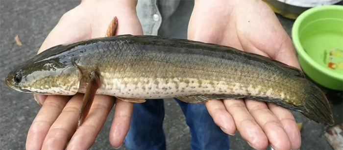 线鳢（Channa striata）