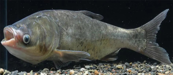 鳙（Aristichthys nobilis）