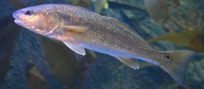 眼斑拟石首鱼（Sciaenops ocellatus）