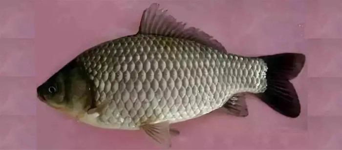 异育银鲫（Carassius auratus gibelio var.）