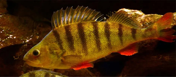 河鲈（Perca fluviatilis）