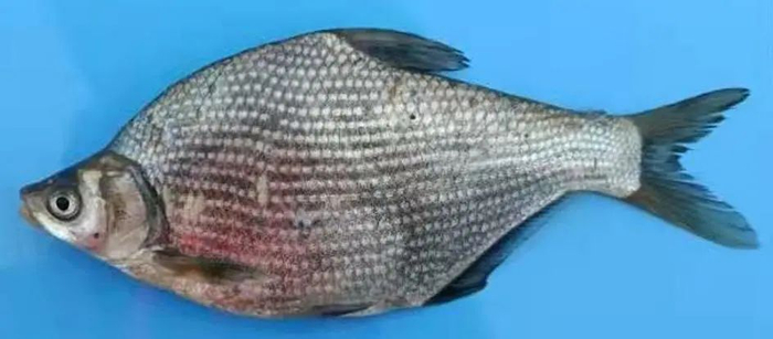 团头鲂（Megalobrama amblycephala）