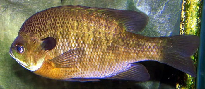 蓝鳃太阳鱼（Lepomis macrochirus）