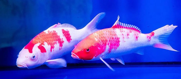 锦鲤（Cyprinus carpio var.）