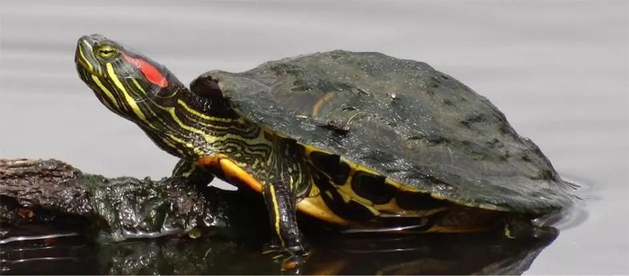 红耳彩龟（Trachemys scripta elegans）