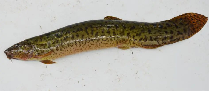 台湾泥鳅（Paramisgurnus dabryanus Taiwan）