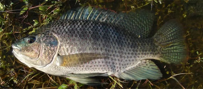 奥利亚罗非鱼（Oreochromis aureus）