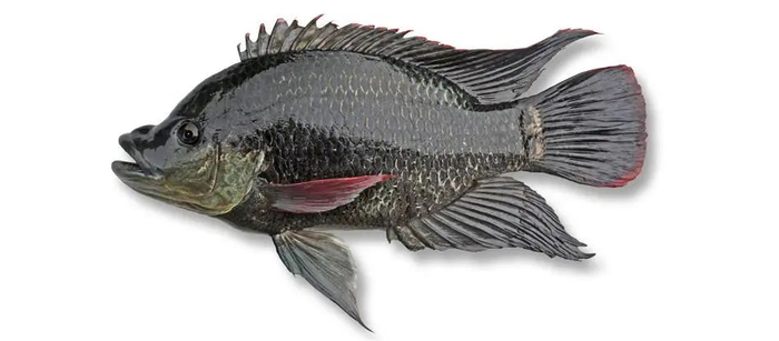 莫桑比克罗非鱼（Oreochromis mossambicus）