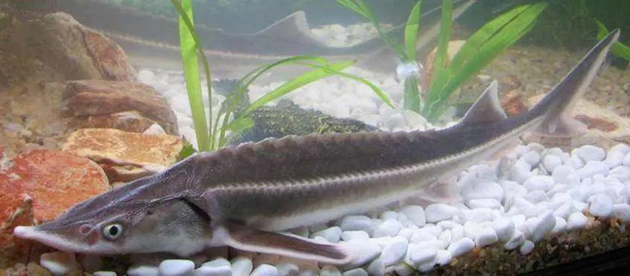 杂交鲟（大杂）（Huso huso×Acipenser schrencki）