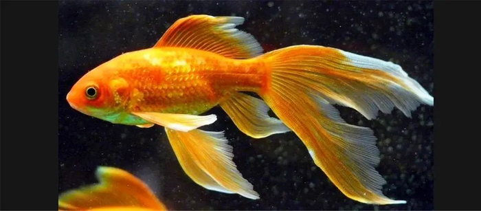 金鱼（Carassius auratus Linnaeus）