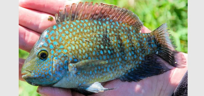 匠丽体鱼（Herichthys carpintis）