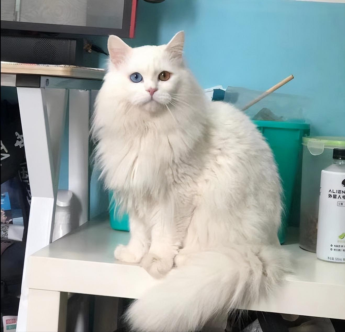 狮子猫颜值不输“布偶猫”,为什么养的人不多?