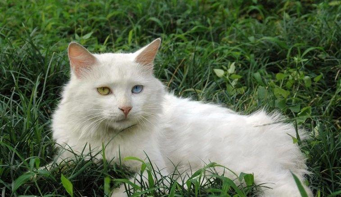 狮子猫颜值不输“布偶猫”,为什么养的人不多?