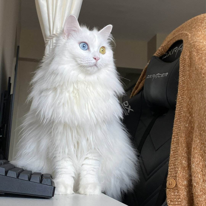 狮子猫颜值不输“布偶猫”，为什么养的人不多？