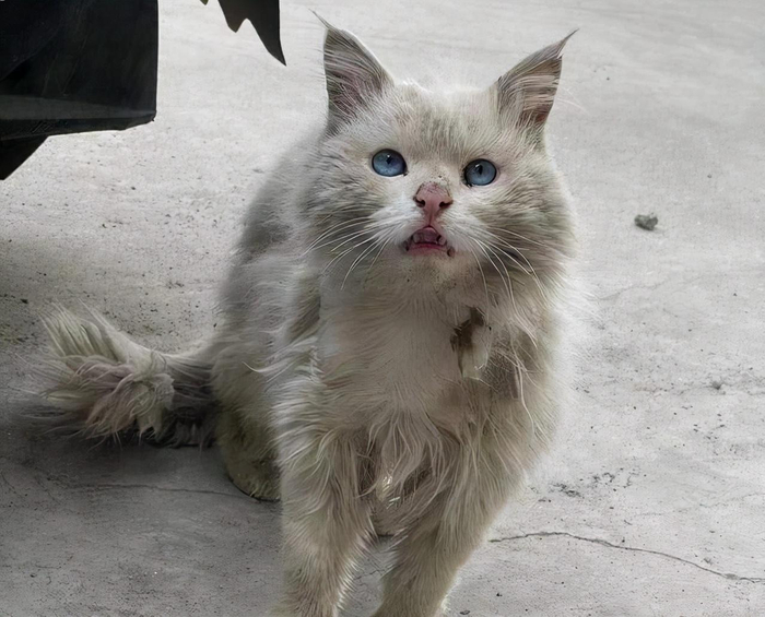 狮子猫颜值不输“布偶猫”,为什么养的人不多?