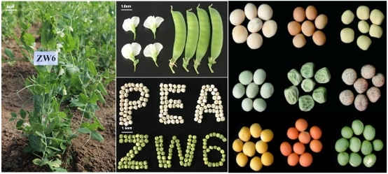 中豌6号形态特征及豌豆种质资源多样性。中国农科院供图