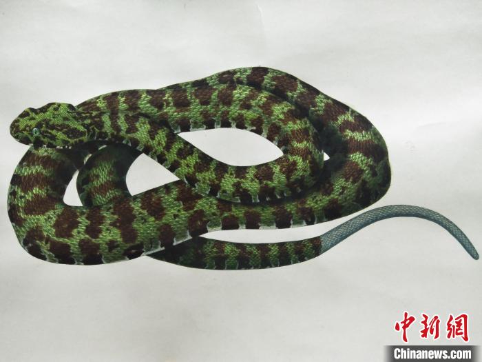 李健绘制的莽山烙铁头蛇。　受访者供图