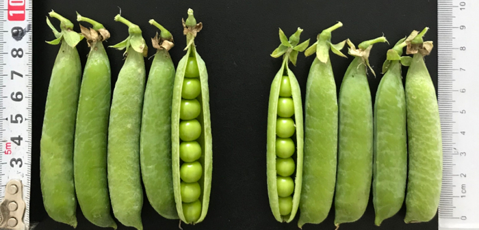 豌豆是人类驯化最早的植物之一，但它的复杂性，使得人们揭开它基因秘密的时间却更晚。中国农科院供图