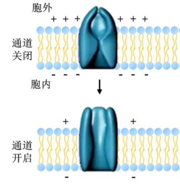图片来源知网论文：《“假”城门，真通道——人工离子通道》