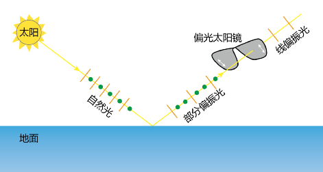 图5：偏光镜工作原理。图片来源：王晓杰