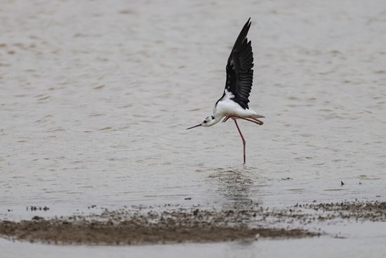 &nbsp;&nbsp;&nbsp;&nbsp;8月29日，江西九江，鄱阳湖水域几近干涸的湖面上的一只候鸟。视觉中国供图