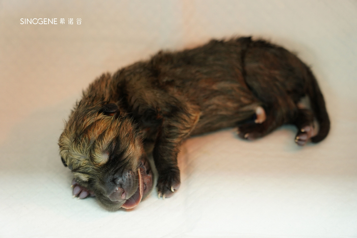 第二只克隆北极狼出生后。