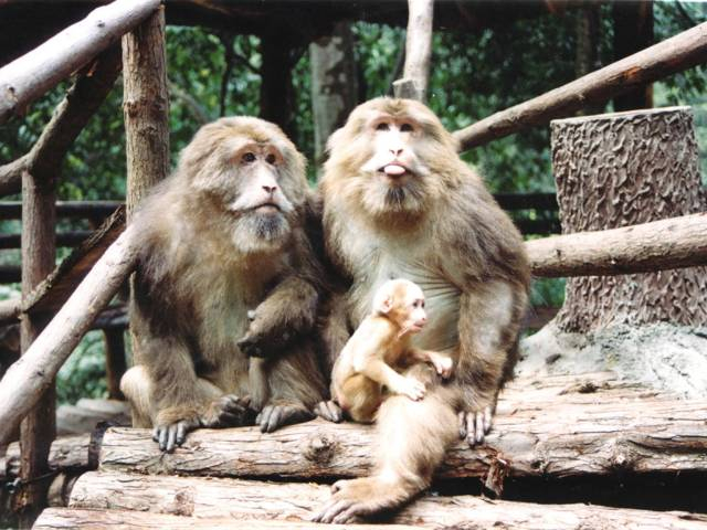 峨眉山的猴子 图源峨眉山景区公众号