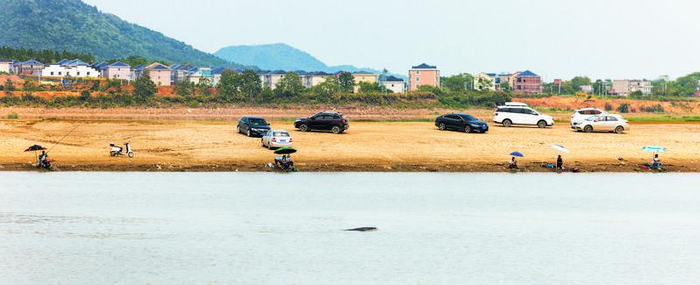 9月7日，江西都昌县大咀头附近水域，一头江豚露出水面，岸边有许多垂钓爱好者。以往同期，钓者站立的地方还在水下。旱情导致的水位下降及鄱阳湖十年禁渔吸引了许多江豚在此觅食。新京报记者 郭延冰 摄