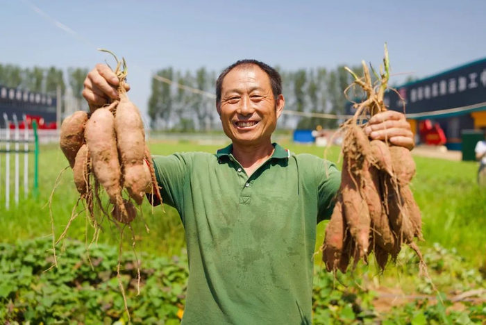 自8月底9月初，山东地区种植的头茬烟薯25开始逐渐进入收获期。/凯馨