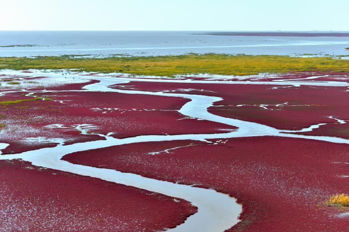 新金融为辽沈大地广阔乡村带来勃勃生机。图为盘锦红海滩