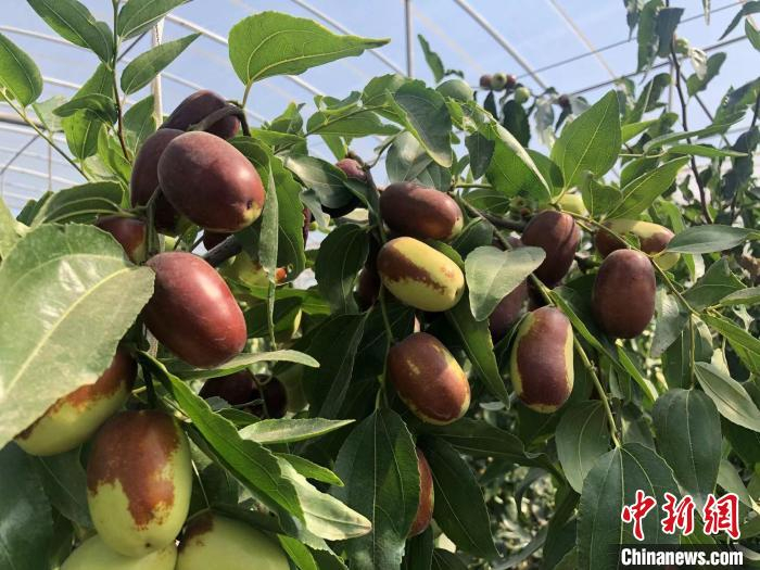 红枣，是大自然赐予柳林最珍贵的“礼物”。　裴芳 摄