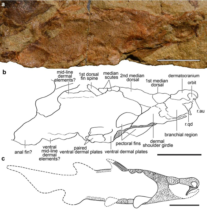 ▲蠕纹沈氏棘鱼正型标本、示意性素描和形态学重建