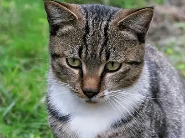 原产“中国猫”有几种?可能有你不知道的|狸花猫|猫咪|玄猫|豹猫|狮子_新浪新闻
