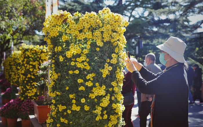 一位游客在拍摄菊柱。新京报记者 薛珺 摄