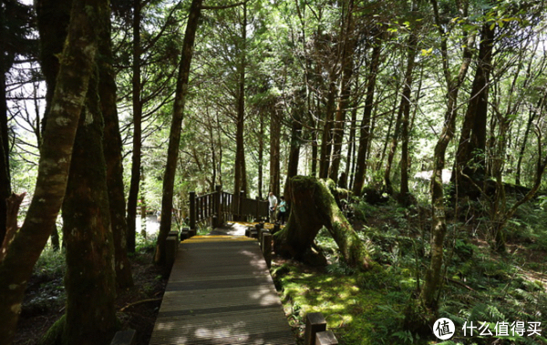 假期旅行去的魔幻森林-桧木原始林,紫叶槭红叶隧道