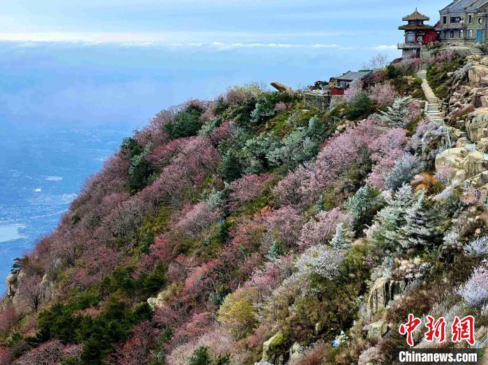 10月4日，泰山之巅现雾凇奇观，冰雕玉砌、晶莹闪烁的雾凇缀满枝头，一树树、一丛丛，甚是好看。　雷杰 摄