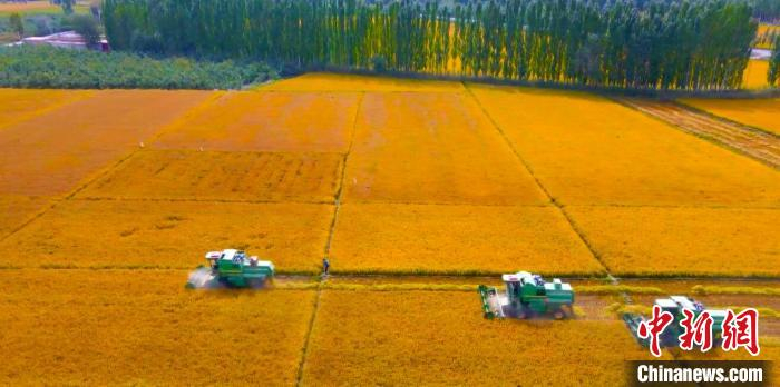 温宿县各乡镇农民抢抓晴好天气收获水稻，确保颗粒归仓，田间地头一派忙碌的丰收景象。　丁安 摄